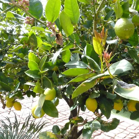 Suncanarias Casa Tajinaste